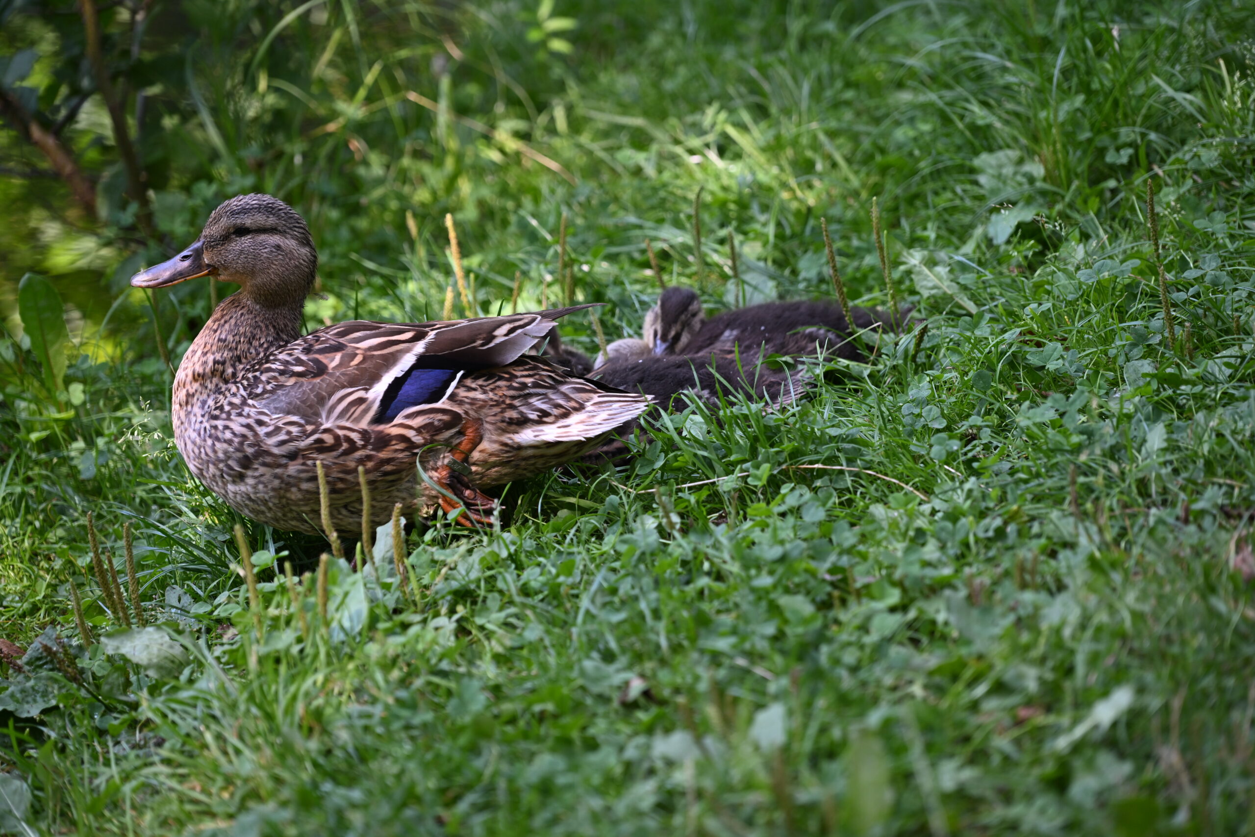 2026_08_09_Park_Oliwski_29