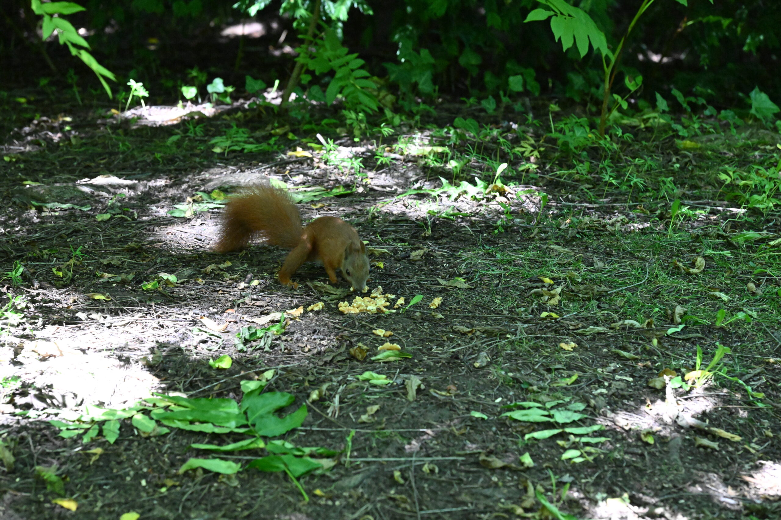 2026_08_09_Park_Oliwski_46