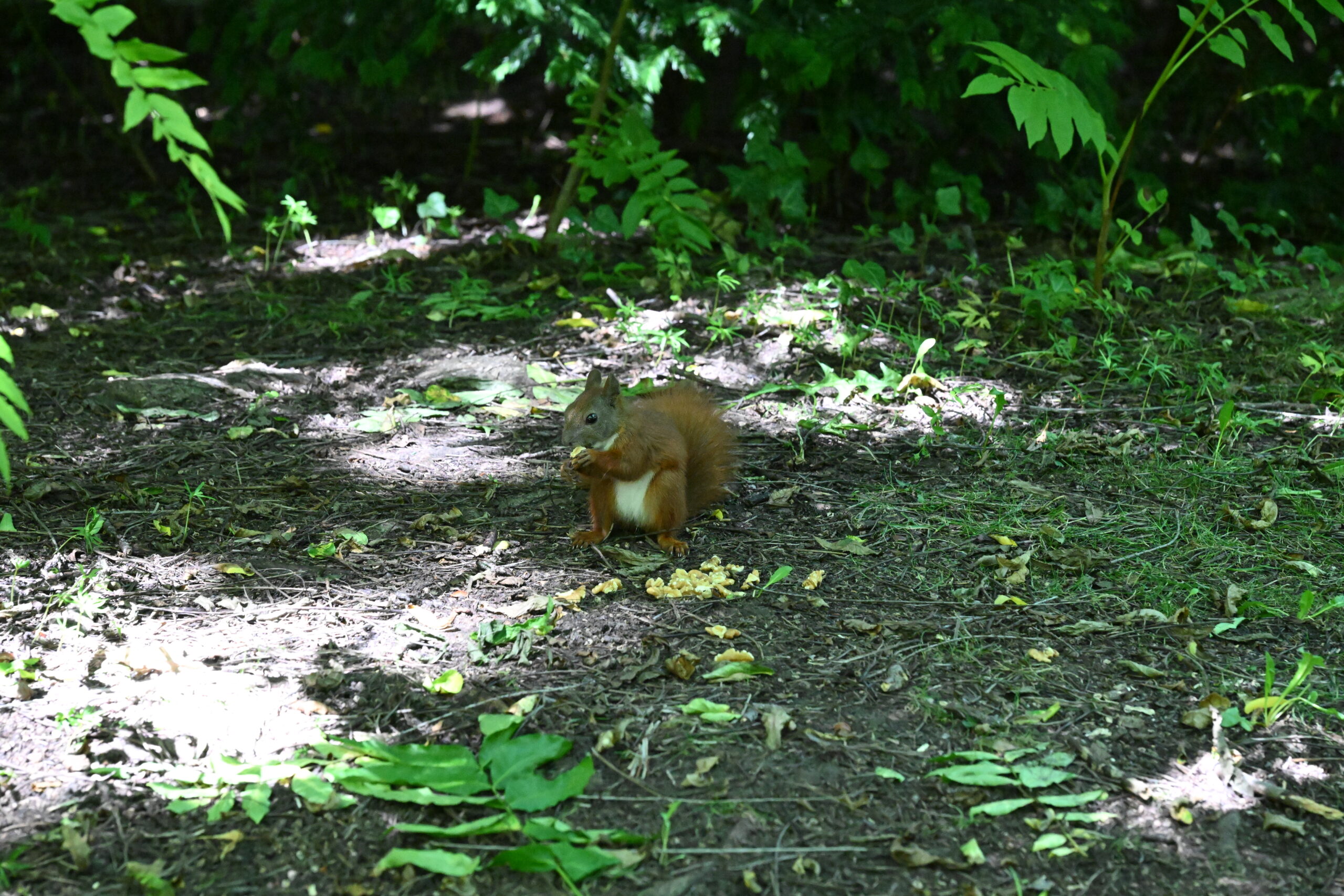 2026_08_09_Park_Oliwski_47