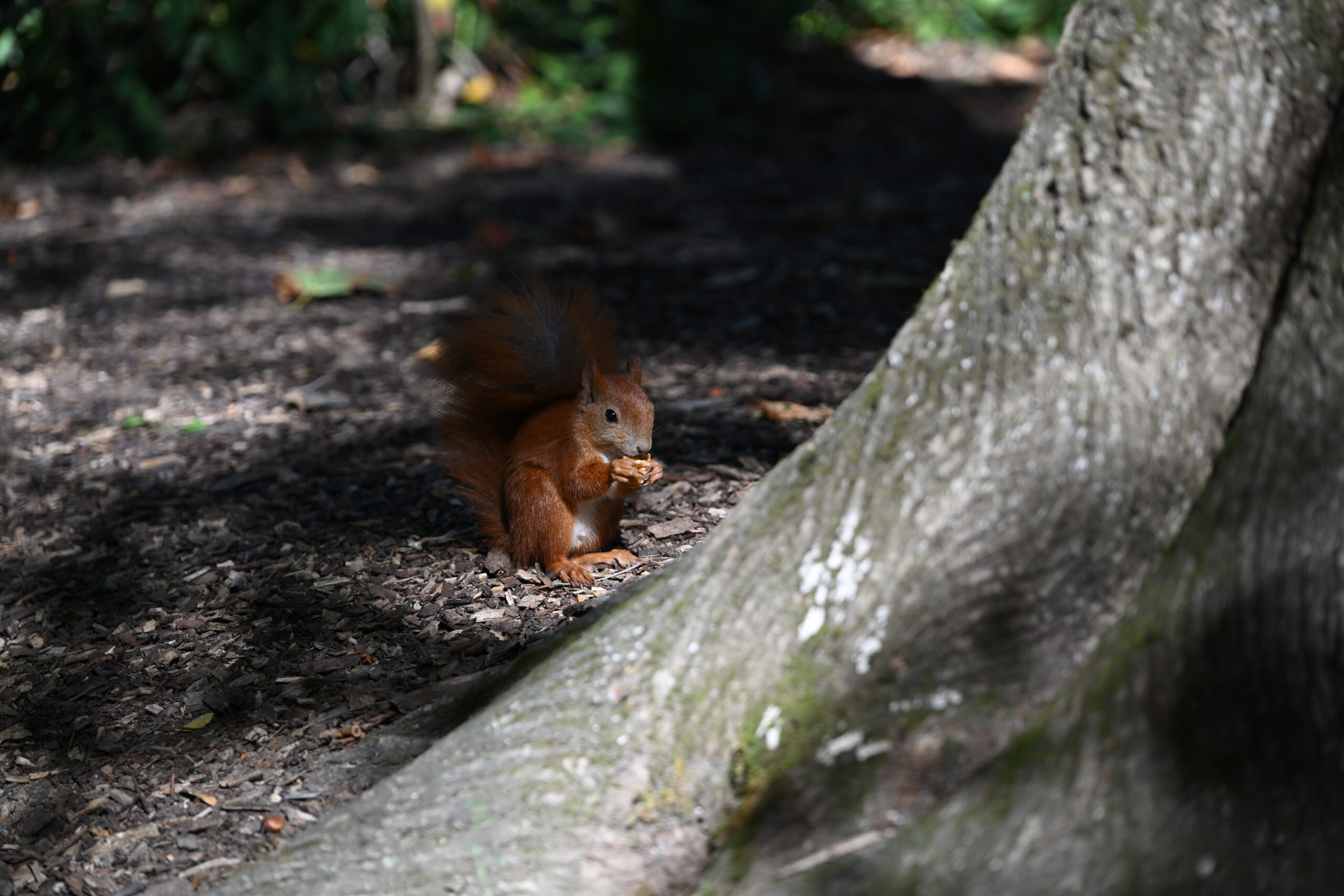 2026_08_15_Warszawa_13
