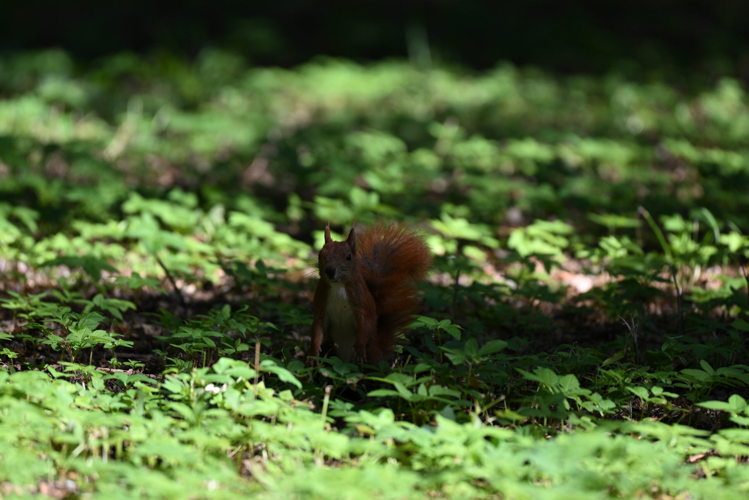 2026_08_15_Warszawa_25
