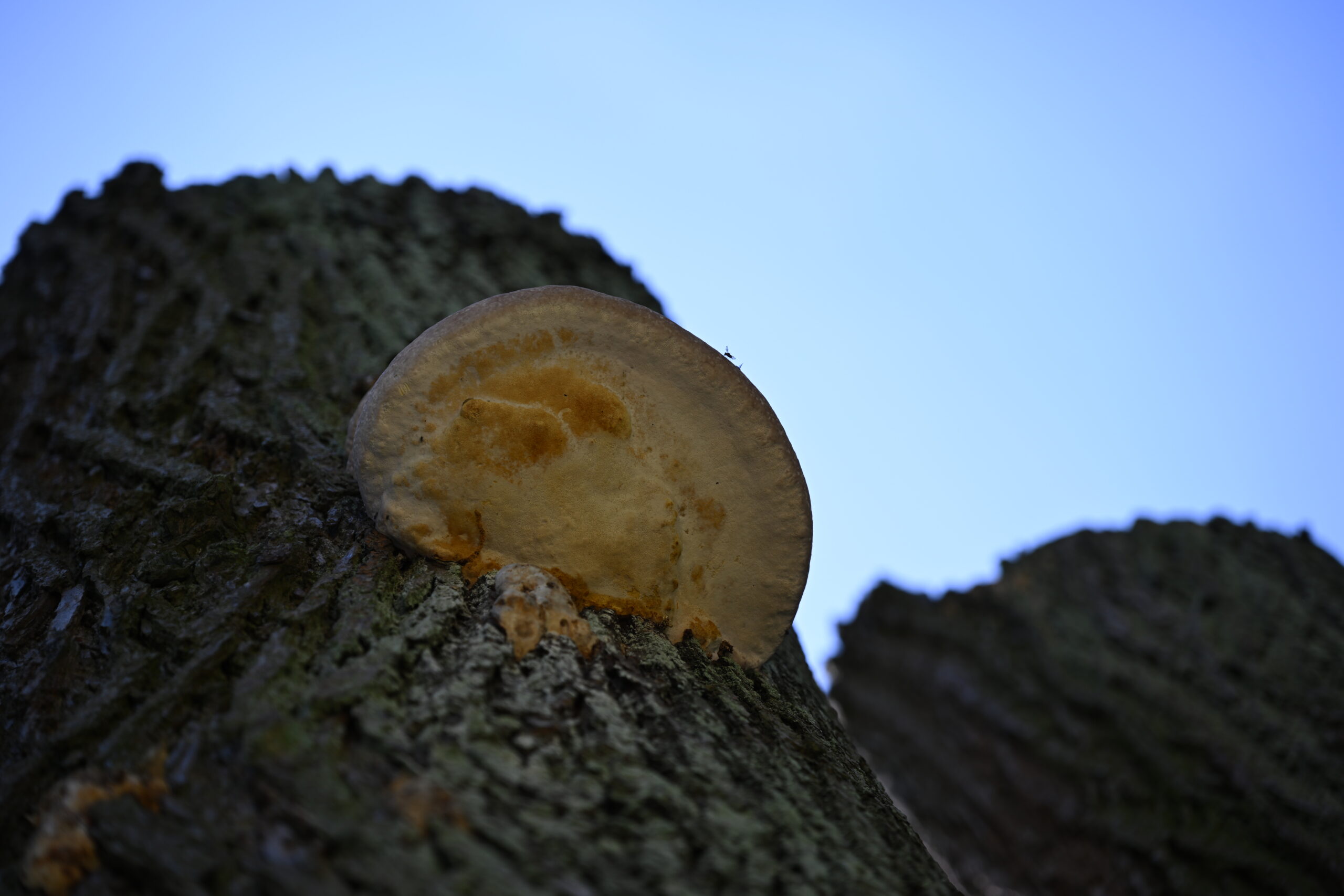2026_08_15_Warszawa_55